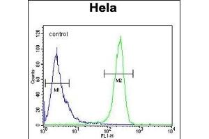 DTL Antibody (Center) (ABIN654926 and ABIN2844569) flow cytometric analysis of Hela cells (right histogram) compared to a negative control cell (left histogram). (CDT2/RAMP anticorps  (AA 229-256))
