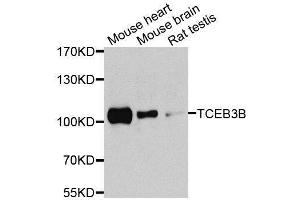 Western blot analysis of extracts of various cell lines, using TCEB3B antibody (ABIN5974931) at 1/1000 dilution. (TCEB3B anticorps)