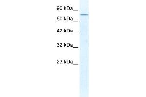 WB Suggested Anti-DDX23 Antibody Titration:  1. (DDX23 anticorps  (C-Term))