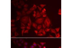 Immunofluorescence analysis of U2OS cells using XCL1 Polyclonal Antibody (XCL1 anticorps)
