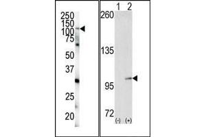 (LEFT)Western blot analysis of anti-EphA4 N-term Pab in HeLa cell lysate. (EPH Receptor A4 anticorps  (N-Term))