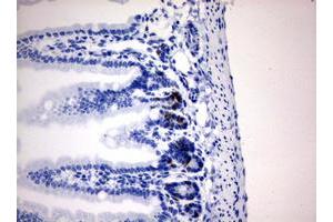 Immunohistochemistry (IHC) image for anti-Iododeoxyuridine (IdU) antibody (ABIN2669972) (IdU anticorps)