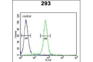 c-fos Antibody (C-term) (ABIN390510 and ABIN2840864) flow cytometric analysis of 293 cells (right histogram) compared to a negative control cell (left histogram). (c-FOS anticorps  (C-Term))