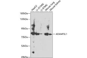 Western blot analysis of extracts of various cell lines, using  antibody (ABIN6129874, ABIN6136545, ABIN6136546 and ABIN6224099) at 1:400 dilution. (ADAMTSL1 anticorps  (AA 1483-1762))