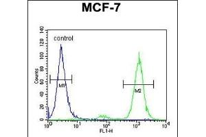 CNPY2 Antibody (C-term) (ABIN653911 and ABIN2843148) flow cytometric analysis of MCF-7 cells (right histogram) compared to a negative control cell (left histogram). (CNPY2/MSAP anticorps  (C-Term))