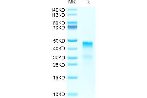 Biotinylated Human RGMa on Tris-Bis PAGE under reduced condition.