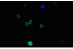Immunofluorescent analysis of PC-3 cells using ABIN7161178 at a dilution of 1:100 and Alexa Fluor 488-congugated AffiniPure Goat Anti-Mouse IgG(H+L).