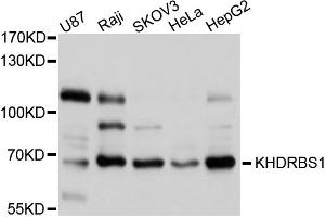 Western blot analysis of extracts of various cell lines, using KHDRBS1 antibody (ABIN5975824) at 1/1000 dilution. (KHDRBS1 anticorps)