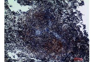 Immunohistochemistry (IHC) analysis of paraffin-embedded Mouse Spleen, antibody was diluted at 1:200.