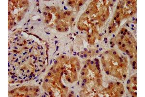 IHC image of ABIN7166324 diluted at 1:200 and staining in paraffin-embedded human kidney tissue performed on a Leica BondTM system.