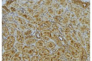 ABIN6272989 at 1/100 staining Mouse kidney tissue by IHC-P. (CAPZA1 anticorps  (Internal Region))