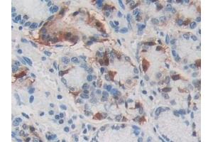 Detection of SCGN in Human Stomach Tissue using Polyclonal Antibody to Secretagogin (SCGN)