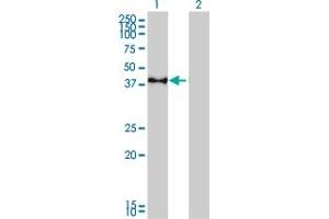 Western Blot analysis of CREB1 expression in transfected 293T cell line by CREB1 monoclonal antibody (M02), clone 5F2. (CREB1 anticorps  (AA 1-95))