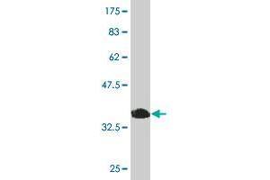 Western Blot detection against Immunogen (36.
