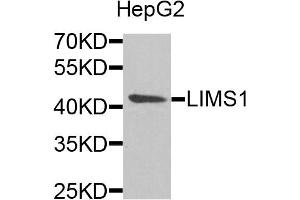 Western blot analysis of extracts of HepG2 cells, using LIMS1 antibody. (LIMS1 anticorps)