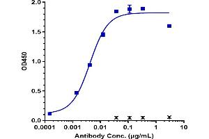 Immobilized human FAP His at 2 μg/mL can bind Anti-FAP Reference Antibody (sibrotuzumab), EC50=0.