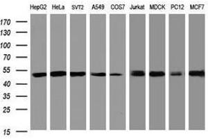 Image no. 1 for anti-SERPINE1 mRNA Binding Protein 1 (SERBP1) (AA 1-262) antibody (ABIN1490677) (SERBP1 anticorps  (AA 1-262))