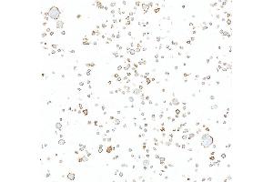 Immunocytochemistry (ICC) image for anti-Programmed Cell Death 1 Ligand 2 (PDCD1LG2) (AA 20-220) antibody (ABIN7795675) (Recombinant PDCD1LG2 anticorps  (AA 20-220))