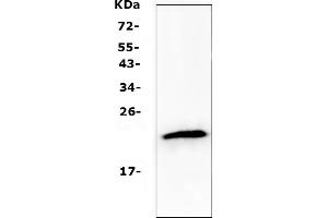 Western blot analysis of TMEM107 using anti-TMEM107 antibody (ABIN5518881). (TMEM107 anticorps  (N-Term))