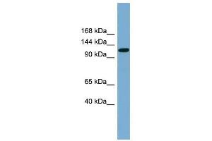 SLC12A5 antibody used at 1 ug/ml to detect target protein. (KCC2 anticorps)