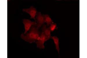 ABIN6267374 staining 293 by IF/ICC.