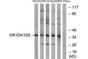 Western blot analysis of extracts from HeLa/HuvEc/Jurkat/HepG2/MCF-7 cells, using OR1D4/5 Antibody. (OR1D4/5 anticorps  (AA 200-249))