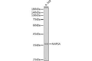 Western blot analysis of extracts of A-549 cells, using NAPSA antibody (ABIN6128367, ABIN6144368, ABIN6144369 and ABIN6221232) at 1:500 dilution. (NAPSA anticorps  (AA 25-250))