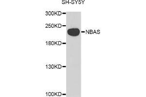 Western blot analysis of extracts of SH-SY5Y cell line, using NBAS antibody. (NBAS anticorps  (AA 1-70))