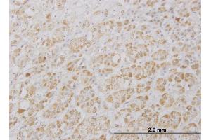 Immunoperoxidase of monoclonal antibody to DKFZp761P0423 on formalin-fixed paraffin-embedded human adrenal gland. (PRAGMIN anticorps  (AA 2-101))