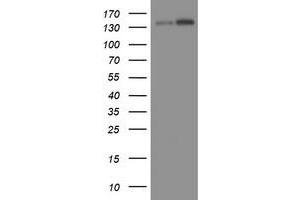 Image no. 1 for anti-TAF2 RNA Polymerase II, TATA Box Binding Protein (TBP)-Associated Factor, 150kDa (TAF2) (AA 782-1121) antibody (ABIN1491677) (TAF2 anticorps  (AA 782-1121))