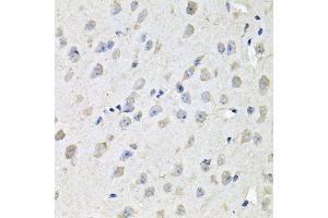 Immunohistochemistry of paraffin-embedded mouse brain using CHCHD3 antibody.