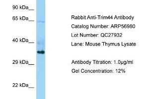Western Blotting (WB) image for anti-Tripartite Motif Containing 44 (TRIM44) (C-Term) antibody (ABIN2787006) (TRIM44 anticorps  (C-Term))