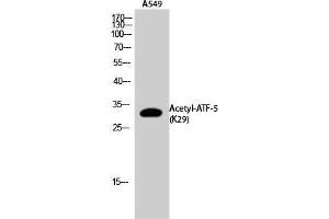 Western Blot (WB) analysis of A549 cells using Acetyl-ATF-5 (K29) Polyclonal Antibody. (ATF5 anticorps  (acLys29))