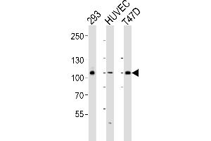Western blot analysis of lysates from 293, HUVEC, T47D cell line (from left to right), using HUN-GAB1 (ABIN6243206 and ABIN6577498). (GAB1 anticorps  (AA 250-285))