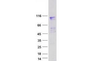 Validation with Western Blot