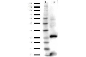 Western Blot results of Rabbit Anti-Streptavidin Antibody. (Streptavidin anticorps)