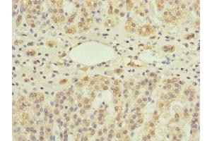Immunohistochemistry of paraffin-embedded human adrenal gland tissue using ABIN7166273 at dilution of 1:100 (UXT anticorps  (AA 1-157))