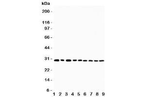 Western blot testing of OX40 antibody and Lane 1:  U87