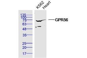 Human K562 cells and mouse heart lysates probed with Polyclonal Antibody, unconjugated  at 1:300 overnight at 4°C followed by a conjugated secondary antibody at 1:10000 for 90 minutes at 37°C. (GPR56 anticorps  (AA 275-350))