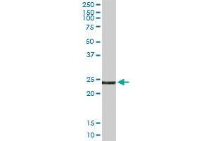 EDN3 MaxPab rabbit polyclonal antibody.