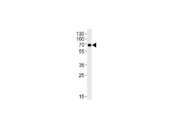 KLC1 antibody  (AA 389-415)