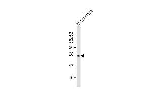 Anti-Plet1 Antibody (Center)at 1:2000 dilution + mouse pancreas lysates Lysates/proteins at 20 μg per lane. (Plet1 anticorps  (AA 82-115))
