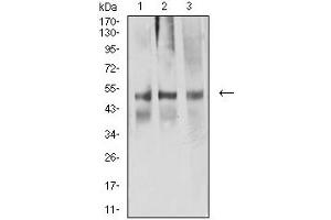 Western blot analysis using ACTR3 mouse mAb against NIH/3T3 (1), A549 (2), and CHO3D10 (2) cell lysate. (ACTR3 anticorps  (AA 287-418))