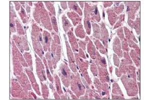 Immunohistochemistry (IHC) image for anti-Uracil-DNA Glycosylase (UNG) (AA 1-313), (N-Term) antibody (ABIN317576) (UNG anticorps  (N-Term))