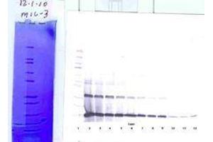 anti-Interleukin 3 (IL-3) antibody