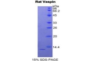 SDS-PAGE analysis of Rat Vaspin Protein. (SERPINA12 Protéine)