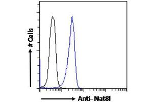 ABIN5539871 Flow cytometric analysis of paraformaldehyde fixed Kelly cells (blue line), permeabilized with 0.
