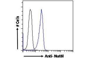 ABIN5539871 Flow cytometric analysis of paraformaldehyde fixed Kelly cells (blue line), permeabilized with 0. (NAT8L anticorps  (AA 211-223))