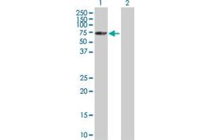 Western Blot analysis of SNRK expression in transfected 293T cell line by SNRK MaxPab polyclonal antibody. (SNRK anticorps  (AA 1-765))