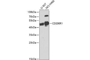 Western blot analysis of extracts of various cell lines, using CD200R1 antibody (ABIN6127574, ABIN6138139, ABIN6138140 and ABIN6224293) at 1:1000 dilution. (CD200R1 anticorps  (AA 249-348))